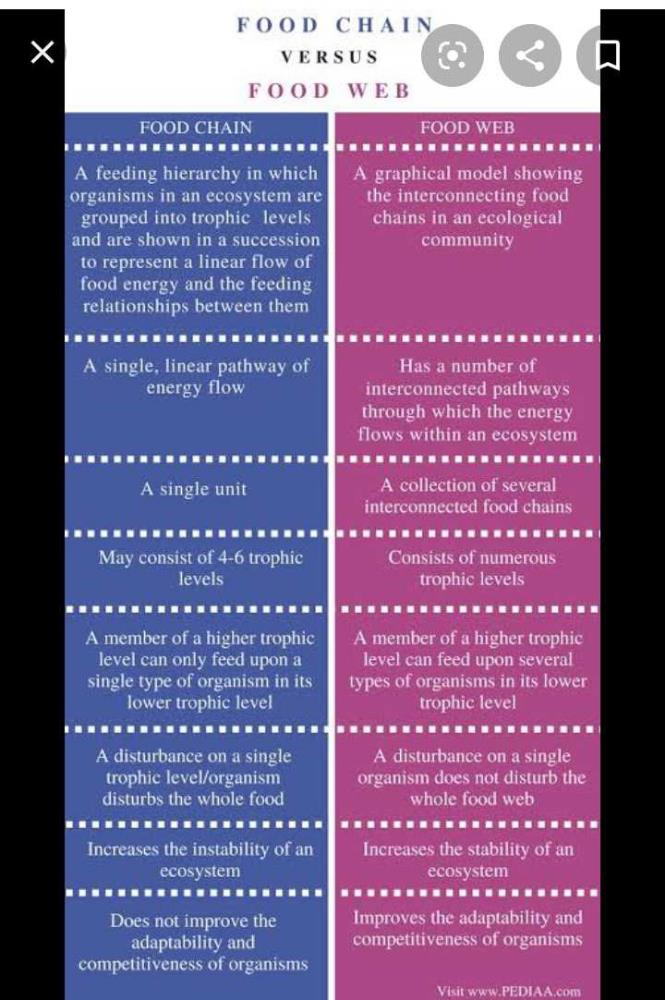 Download Food Chain And Food Web Class 10 Images