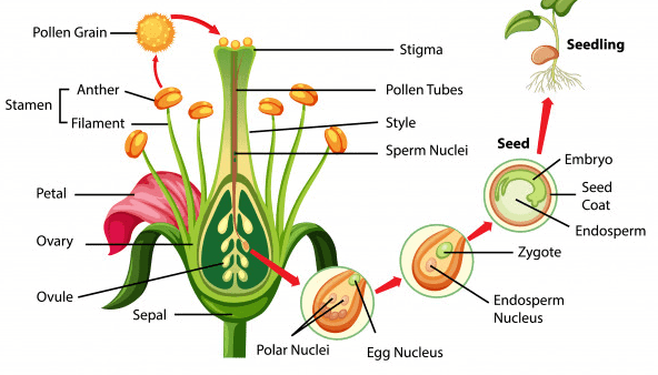 Overview of How Do Organisms Reproduce (part-1) Class 10 Notes | EduRev