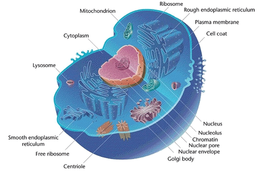 Chapter Notes - Cell : Structure and Functions Class 8 Notes | EduRev