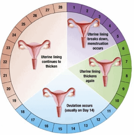 Reproduction In Human Beings - How do Organisms Reproduce, Class 10 ...