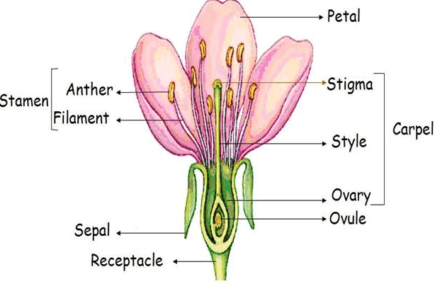 NCERT Solutions - How do organisms Reproduce Class 10 Notes | EduRev