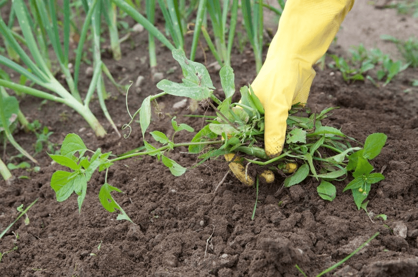 Chapter Notes - Crop Production and Management Class 8 Notes | EduRev