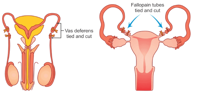 Reproduction In Human Beings - How do Organisms Reproduce, Class 10, Science | EduRev Notes