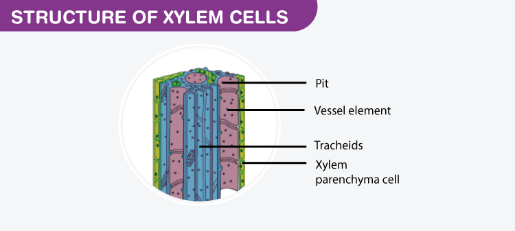 Plant Tissues - Tissues, Class 9 | EduRev Notes