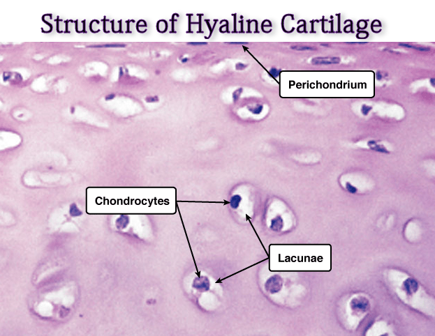 Chapter Notes - Tissues Class 9 Notes | EduRev