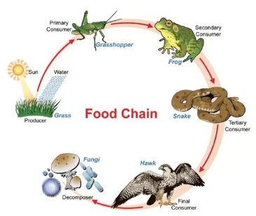 Ecosystem and Food Chain Class 10 Notes | EduRev