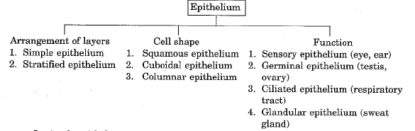 Chapter Notes - Tissues Class 9 Notes | EduRev