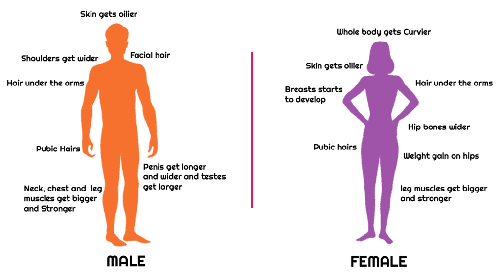 Chapter Notes 2, Reaching Age of Adolescence, Science, Class 8