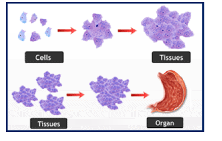 Chapter Notes - Cell : Structure and Functions Class 8 ...