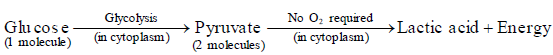 Aerobic and Anaerobic Respiration Class 10 Notes | EduRev