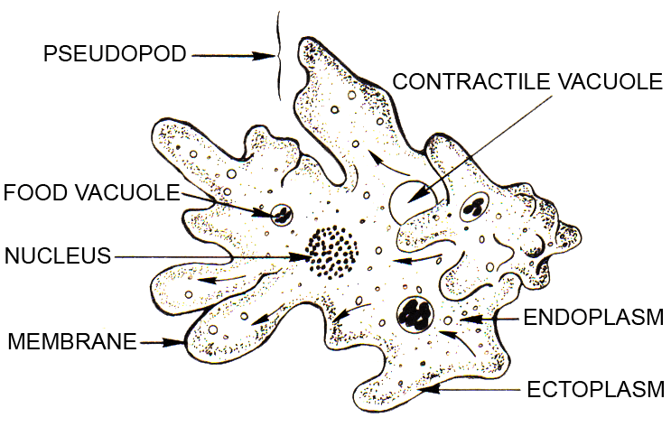 chapter-notes-cell-structure-and-functions-class-8-notes-edurev