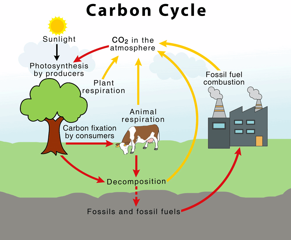 Chapter Notes - Natural Resources Class 9 Notes | EduRev