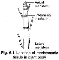 Chapter Notes - Tissues Class 9 Notes | EduRev