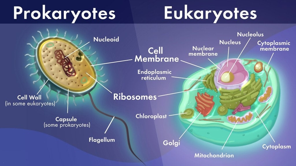 Chapter Notes - Cell : Structure And Functions Class 8 Notes | EduRev