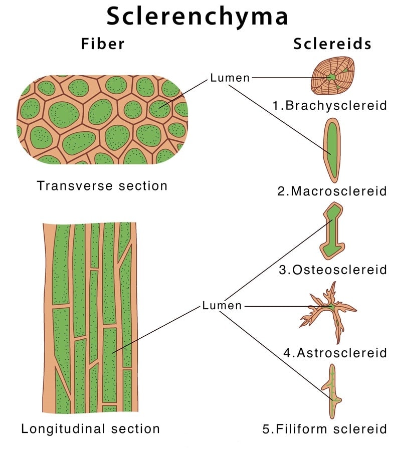 Plant Tissues - Tissues, Class 9 