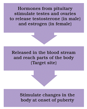 Chapter Notes -2, Reaching Age of Adolescence, Science, Class 8 | EduRev Notes