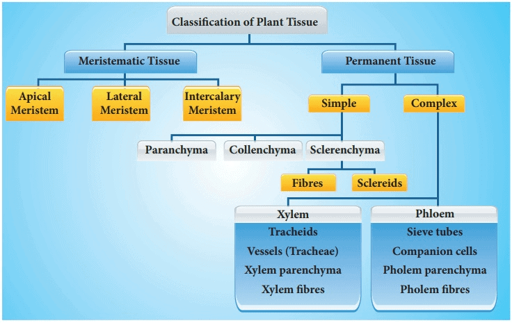 simple-permanent-tissue-lesson-science-cbse-class-9