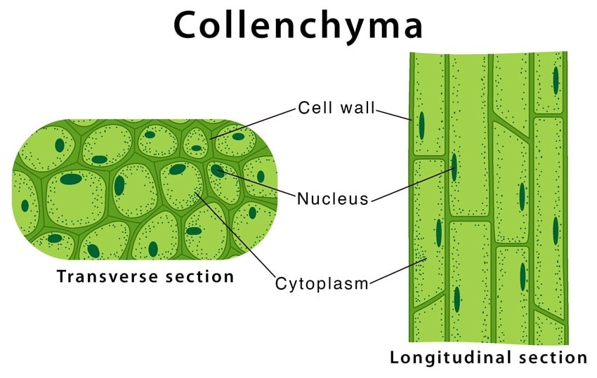 Plant Tissues - Tissues, Class 9 