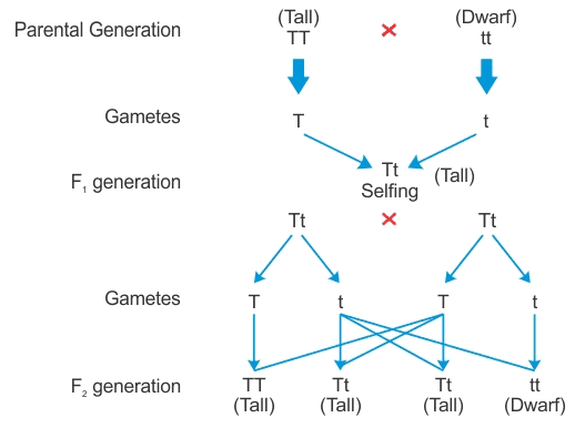 NCERT Solutions - Heredity and Evolution Class 10 Notes | EduRev