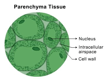 Theory - Identify Parenchyma And Sclerenchyma Tissues In Plants From 