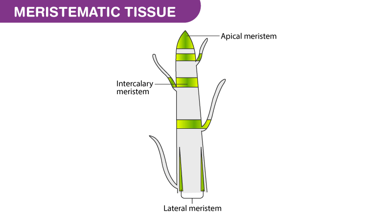 What Is Intercalary Meristem Class 11