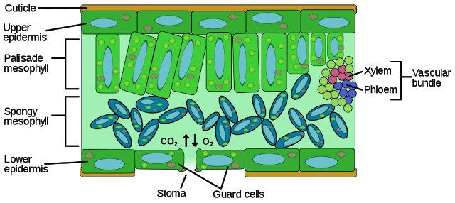 Chapter Notes - Tissues Class 9 Notes | EduRev