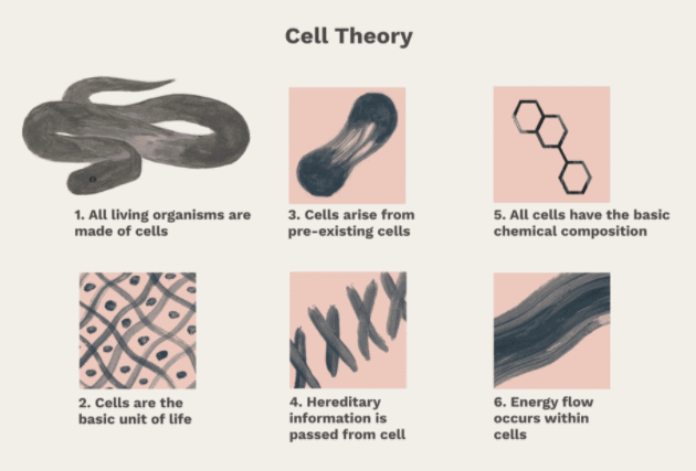 Cell, Types of Cell and Organisms Class 9 Notes | EduRev