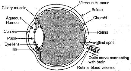 NCERT Exemplar - The Human Eye and Colorful World Class 10 Notes | EduRev