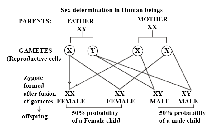 NCERT Solutions - Heredity and Evolution Class 10 Notes | EduRev