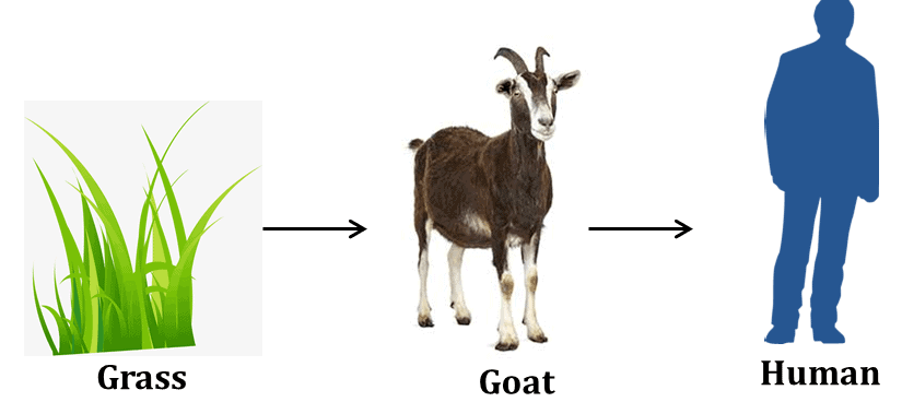 NCERT Solutions - Our Environment Class 10 Notes | EduRev