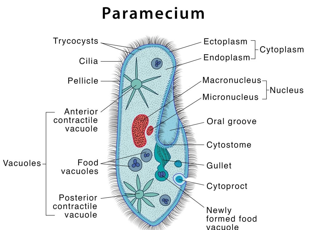 Chapter Notes - Cell : Structure and Functions Class 8 Notes | EduRev