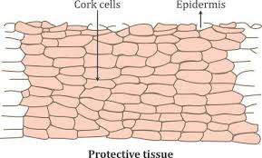Chapter Notes - Tissues Class 9 Notes | EduRev