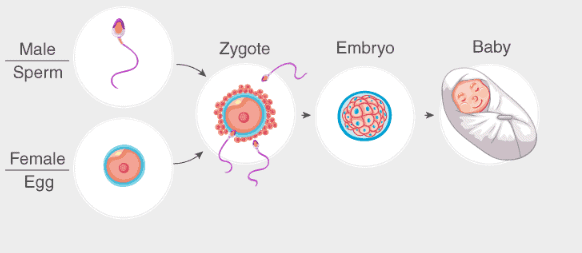 human-reproduction-system-riset