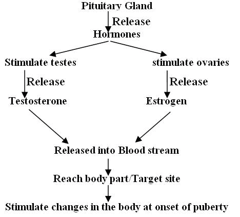 Chapter Notes -2, Reaching Age of Adolescence, Science, Class 8 | EduRev Notes