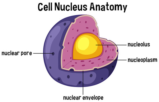 Chapter Notes - Cell : Structure and Functions Class 8 Notes | EduRev