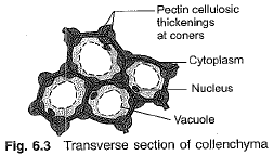 Chapter Notes - Tissues Class 9 Notes | EduRev