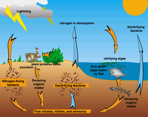 Chapter Notes - Natural Resources Class 9 Notes | EduRev