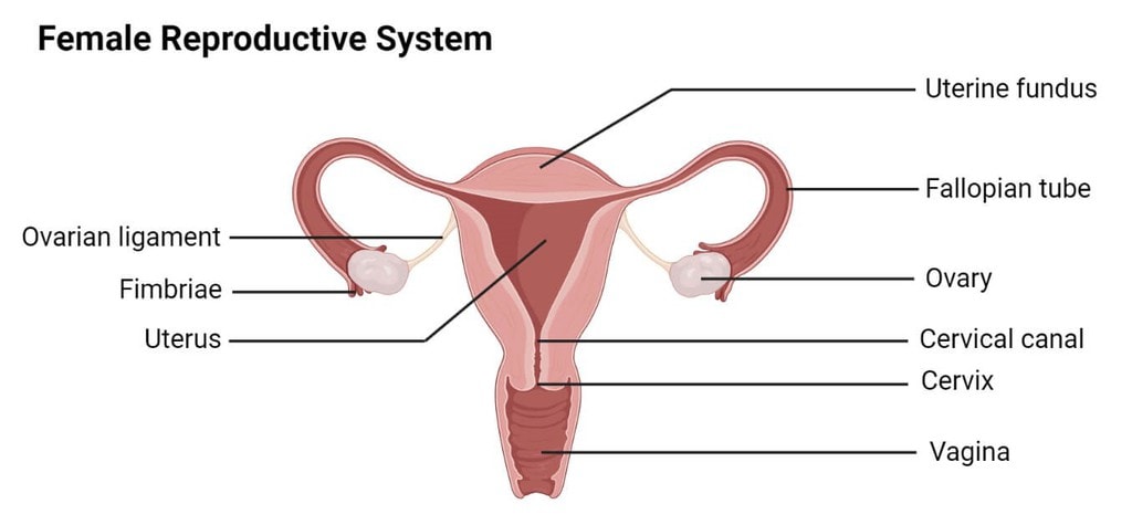 NCERT Solutions - How do organisms Reproduce Class 10 Notes | EduRev