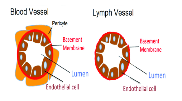 Chapter Notes - Tissues Class 9 Notes | EduRev