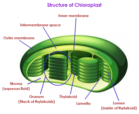 Chapter Notes - Cell : Structure and Functions Class 8 Notes | EduRev