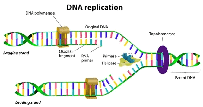 NCERT Solutions - How do organisms Reproduce Class 10 Notes | EduRev