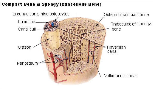 Chapter Notes - Tissues Class 9 Notes | EduRev