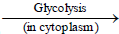 Aerobic and Anaerobic Respiration Class 10 Notes | EduRev