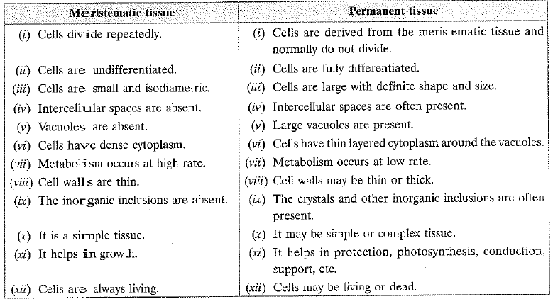 NCERT Exemplar - Tissues Class 9 Notes | EduRev