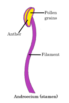 NCERT Solutions - How do organisms Reproduce Class 10 Notes | EduRev