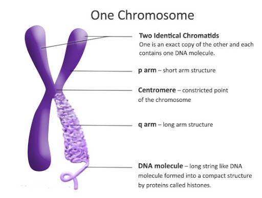 Chapter Notes - Cell : Structure and Functions Class 8 Notes | EduRev