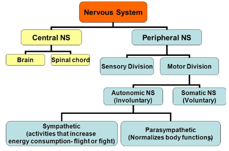 The Central Nervous System and Human Brain Class 10 Notes | EduRev