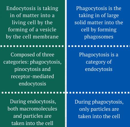 What Is The Difference Between Endocytosis And Phagocytosis Edurev Class 9 Question