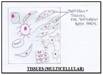 Tissues - Class 9 Class 9 Notes | EduRev