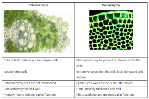 What is the difference between collenchyma and chlorenchyma tissues ...